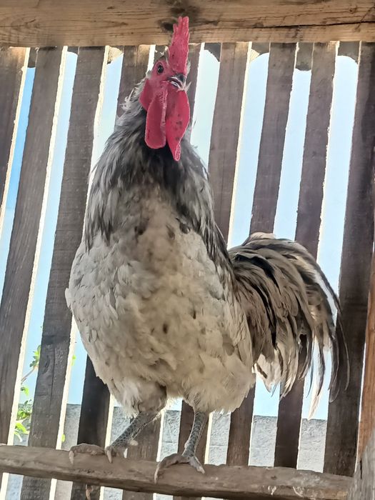 Vând cocoș australorp splash 2025