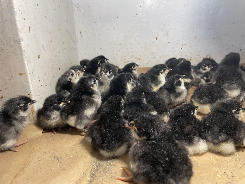 Pui gaini Australorp negru