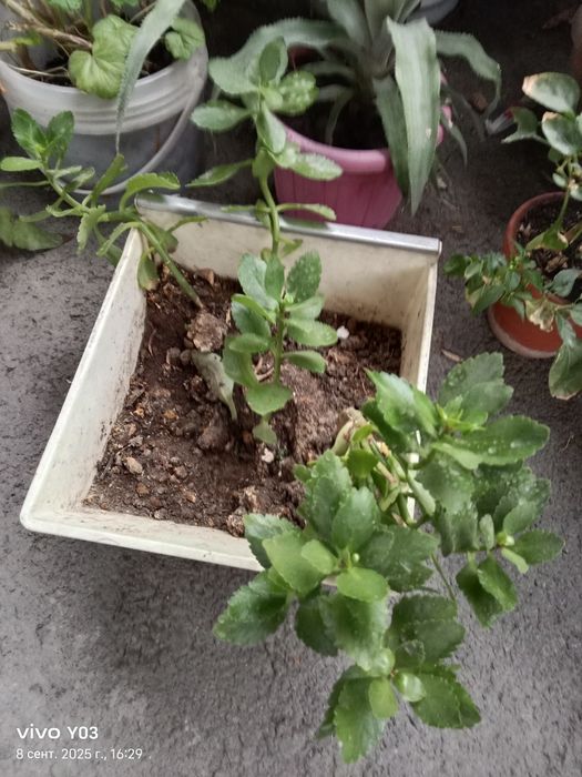 Комнатные цветы разные