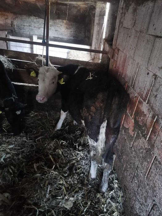 Vând 2 vaci de lapte și 2 vitei ințărcați