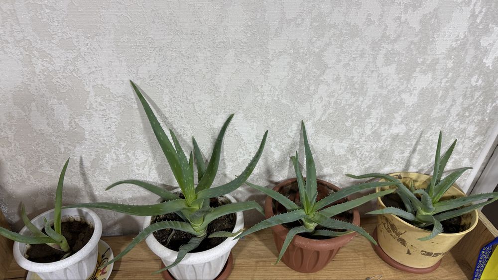 Продам алое и денежный цветок