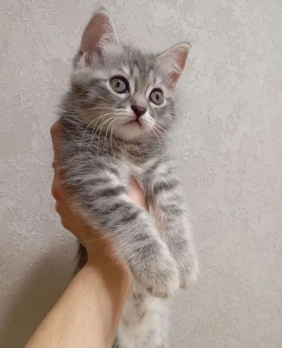 Серые котятки все девочки, 1.5мес