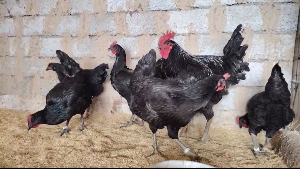 Zotdor tovuq jojalari