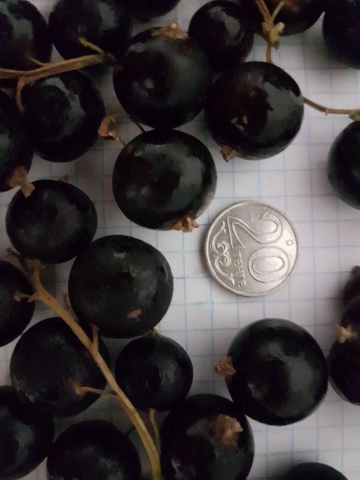 Продам саженец чёрной ссмородины