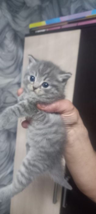 Шотландская малышка