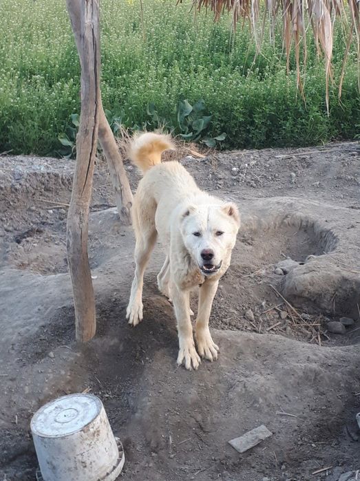 Toza alabay zot 1yosh