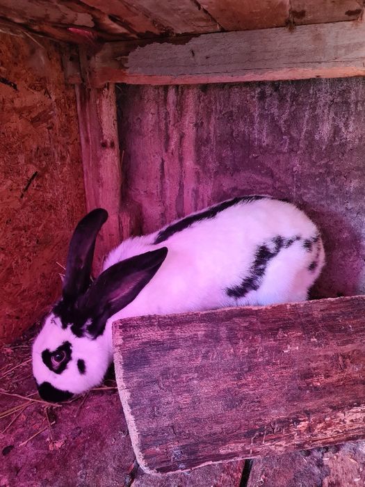 Vand iepuri urias de transilvania, fluture german și cap de leu pitic