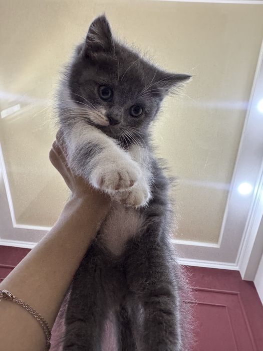 Скотш страйт сотилади 2ойлик киз бола