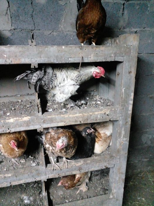 Продам кур нешушек домашние