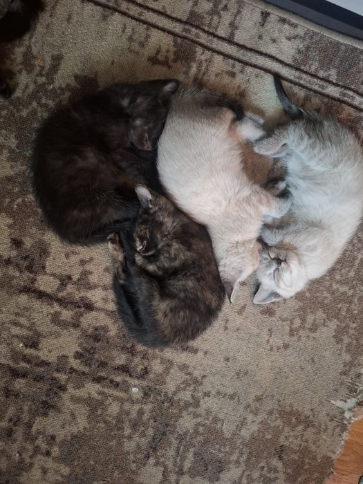 Котята     обычные