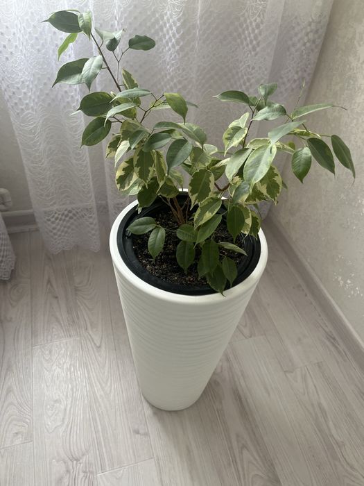Продам Фикус бенджами