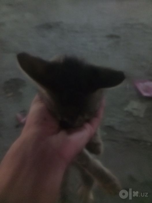 Bepul kimga kerak