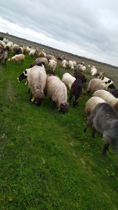 Vând oii bune sau schimb pe capre