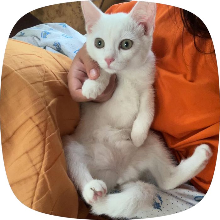 потерялась кошечка !