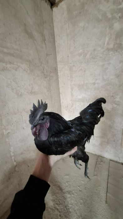 Ухайлу жўжа хўроз