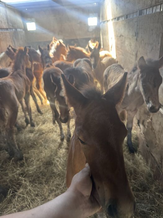 Скотовоз Мал тасу