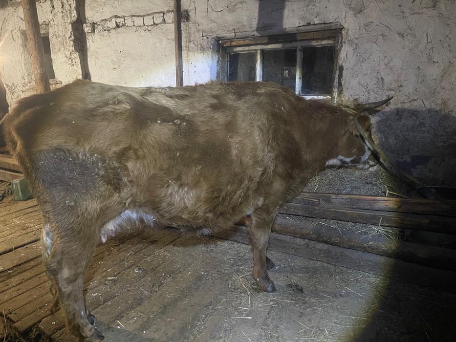 Продам корова, сиыр