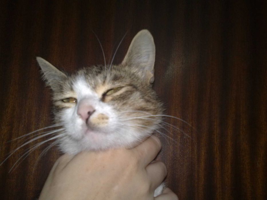 Красивая кошечка Фиби 7 месяцев, стирилизованая.