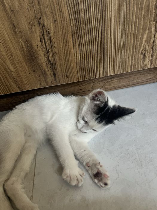Девочка котенок в добрые руки