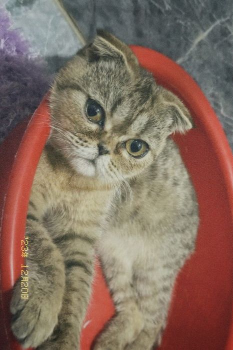 Шотландская вислоухая кошка