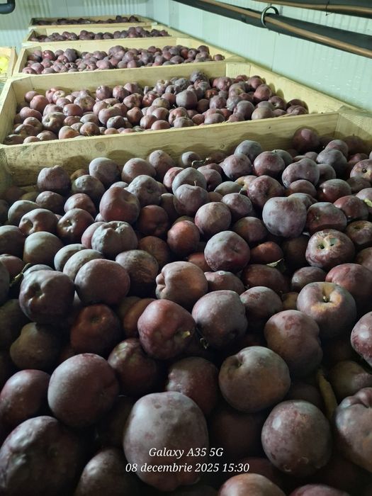 Mere de consum de vanzare .