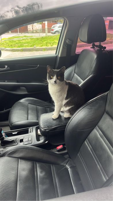 Отдам даром кошку