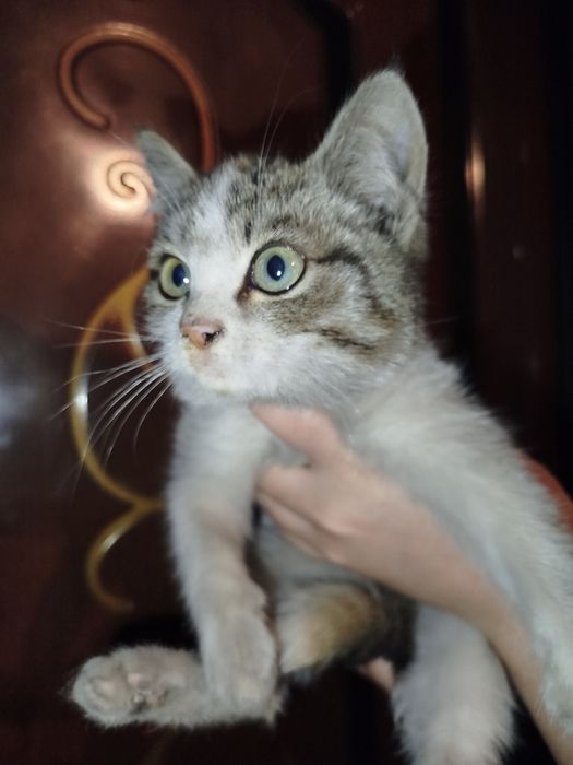 Котенок маленький