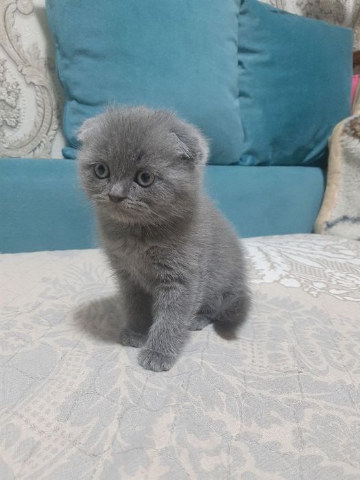 Скоттиш   фолд  мушук
