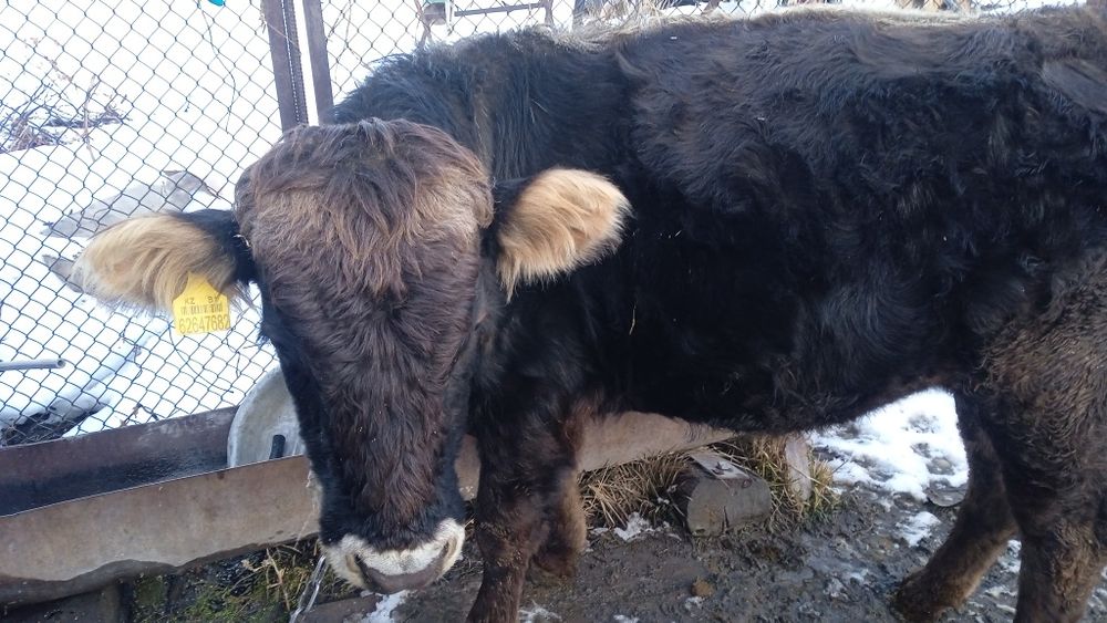 Продается бычок.