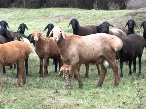 Қой семіз. Кой семіз