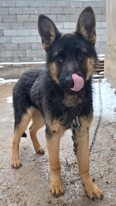 Неміс овчаркасы сатыдады