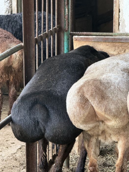 Продам откормленных баранов