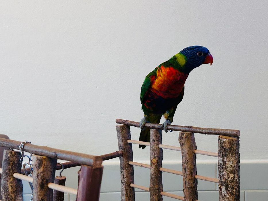 Papagali LORY Arcobaleno