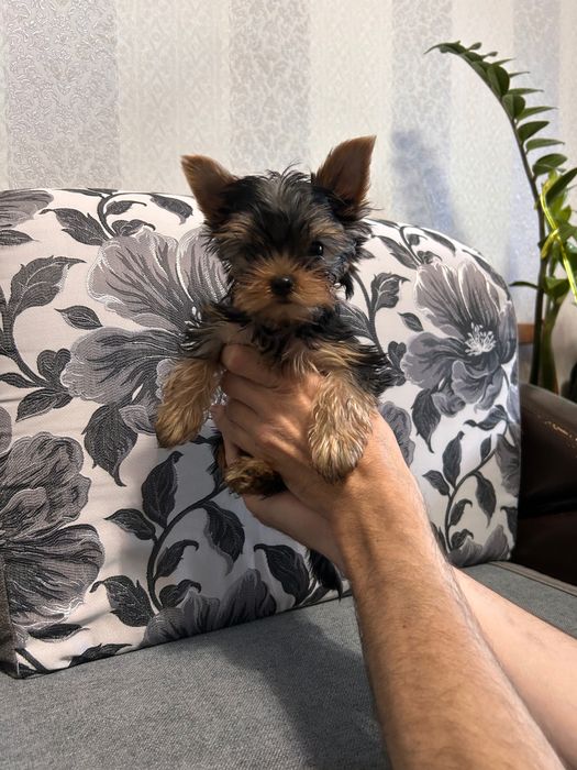 Щенки йорка (йоркширский терьер)