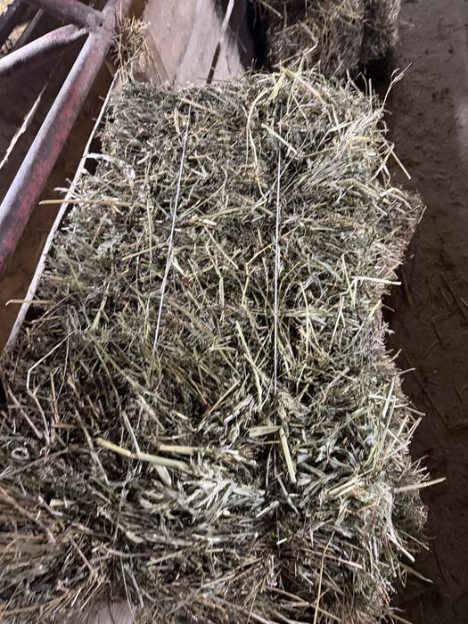 Сено суданка клевер