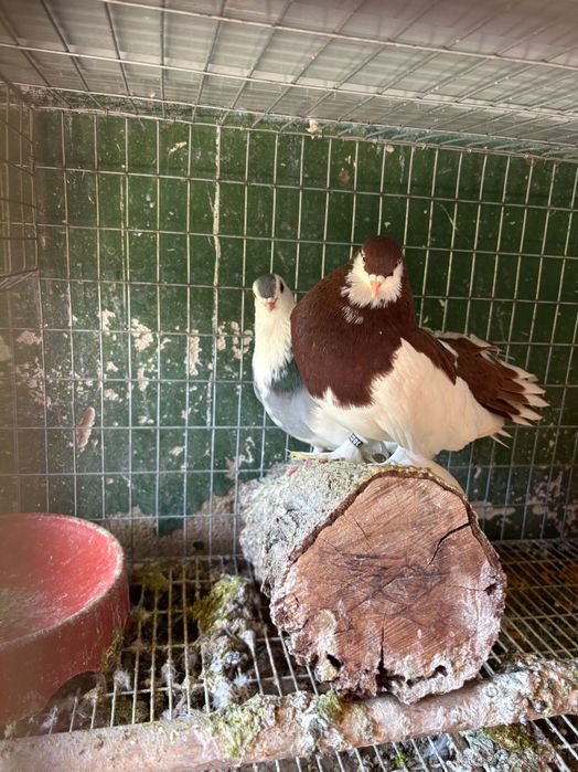 Vând pereche porumbei