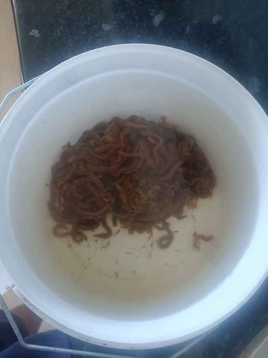 Морские крупные черви