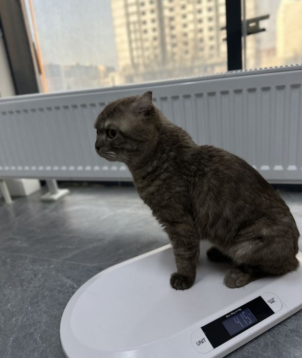 Шотландский вислоухий кот ………………………….