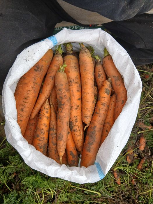 Morcov si țelină de vanzare