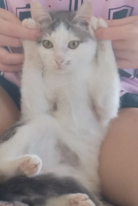Отдам котёнка в хорошие руки