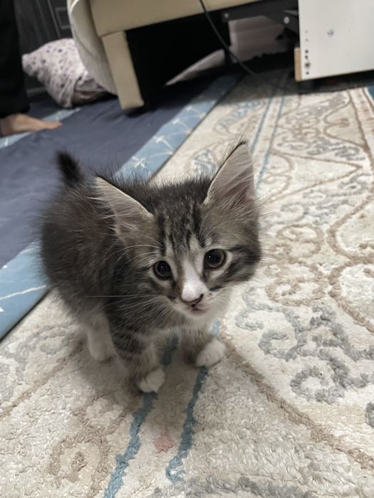 Котенок девочка хорошие руки