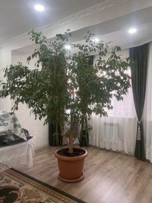 Домашнее дерево Бенджамин