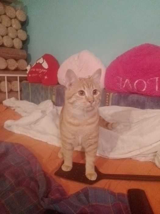 Garfield rotofeiul Donație