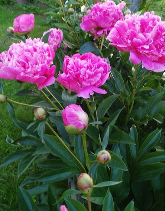 Пионы розовые многолетние