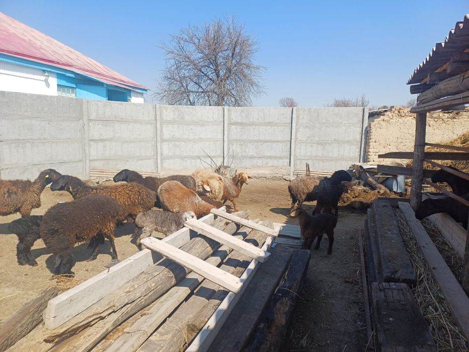 Қозлы қойлар сатылады