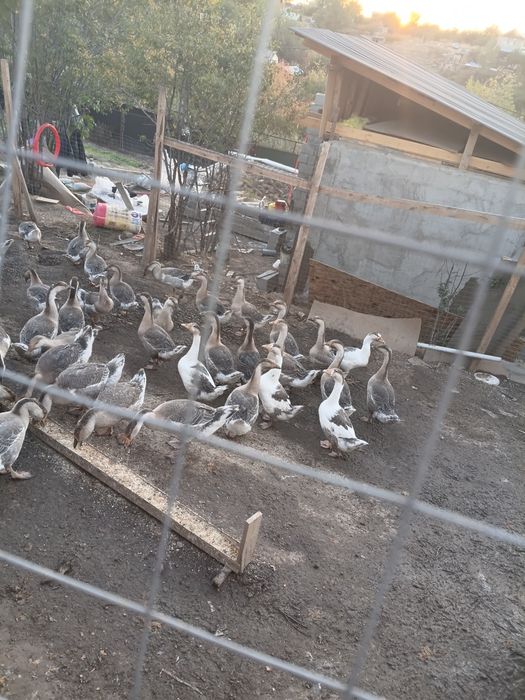 Продам серых гусей