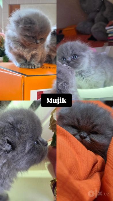 Toozza zotli mushuklar scottish fold stright