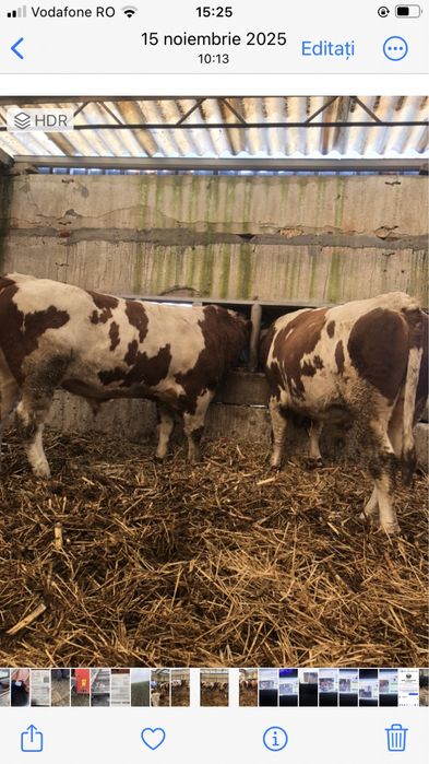 Vand taurasi de sacrificat si de monta