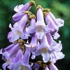 paulovnia tomentosa 1-1,5m