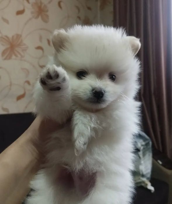 Продам  медвежонка